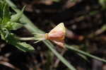 Cutleaf evening-primrose